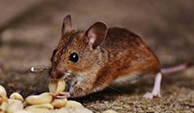 hospital-and-healthcare-facility-pest-management Experts in Presho